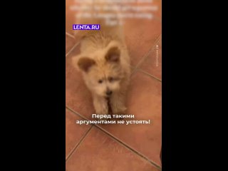 Пёс объясняет, почему его надо кормить, любить, гладить и водить гулять.     Аргументы, на наш взгляд, сильные!   ... (видео)