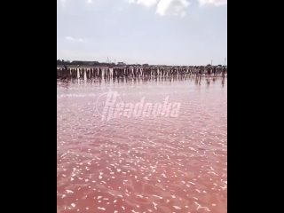 Самое розовое озеро Крыма снова похоже на водоем    В середине недели Крымский полуостров накрыли обильные дожди. Из-за... (видео)