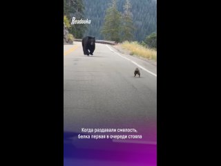 Михалыч по зубам получил) - Димед Рол