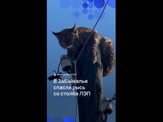 В Забайкалье рысь сняли с опоры ЛЭП.    Волонтеры из поселка Новокручининский отключили электричество и усыпили... (видео)