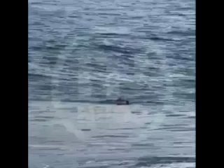 Во время шторма в Сочи ребёнка унесло в море  Семья отдыхала на пляже в Сочи, когда внезапно волна накрыла малыша и... (видео)