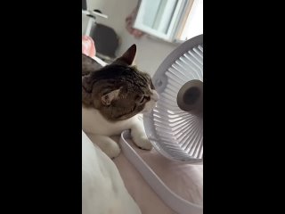 Доброе утро! (видео)