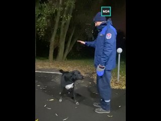 🐶 Они не просят повышения и никогда не опаздывают: московские собаки и кошки работают в спасательных службах, музеях,... (видео)
