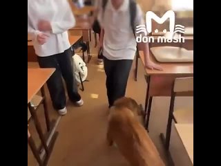 Собака устроила переполох в ростовской школе.  Бездомный пёс, которого дети прозвали Новым учеником, пробрался внутрь... (видео)