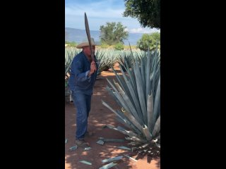 Очень полезная информация. Ем агаву каждый день. - Александр Шведов