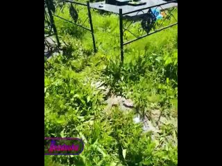 В Челябинской области зумеры-вандалы разгромили местное кладбище    В поселке на Южном Урале толпа детей разгромила... (видео)