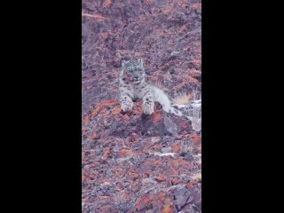 Доброе утро! (видео)