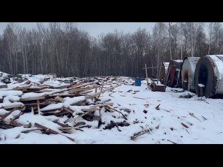 Группа новосибирских черных лесорубов напилила деревьев на 19 млн    В Новосибирской области вынесли приговор Максиму... (видео)