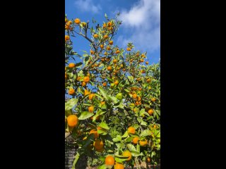🍊 Мандариновый  сад 🍊                                             + Ежедневно «Золотое кольцо Абхазии» мини группа ... (видео)