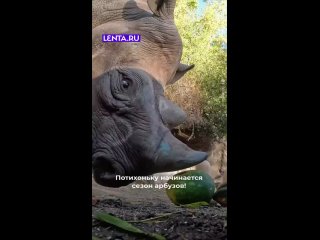 Вот так просто эти милые гиганты расправляются с арбузами.  Лакомство было съедено буквально за один укус.   Лайк —... (видео)