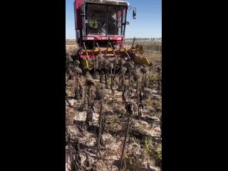 Сбор урожая. (видео)