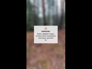 (18+) Осторожно, описание может шокировать!  Тело без головы нашли в лесу под Ивделем.  В 59 км от Ивделя, у... (видео)