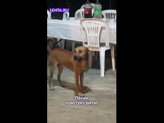 А он хорош! Проникся музыкой хвостатый    #лентадобра@lentaru    ... (видео)