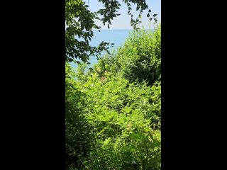 Для релакса  - только звуки природы - стрекотание цикад и шум  волн, это просто необходимо нам сегодня. (видео)