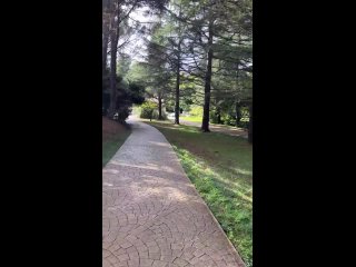 Мушмула японская (она же эриоботрия) готовится скоро расцвести! 🤩  Только представьте: настоящая субтропическая... (видео)