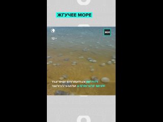 🪼 В разгар туристического сезона побережье Азовского моря столкнулось с нашествием медуз-корнеротов — их скопления... (видео)