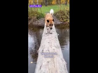 «Важно не то, сколько раз ты упал, а сколько раз поднялся и продолжил свой путь»  Ауф! ... (видео)