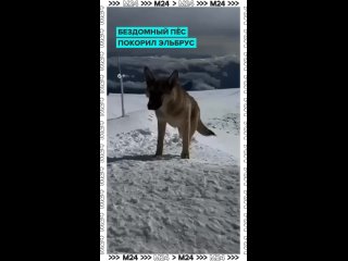 🐕 Самый очаровательный покоритель Эльбруса: бездомный пёс забрался на вершину высочайшей вершины России    Хвостатый... (видео)