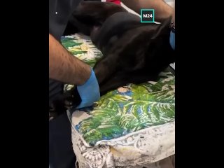 В Махачкале погиб пёс-спасатель Балбес — лабрадор, который спас десятки жизней. Он стал жертвой человеческой... (видео)