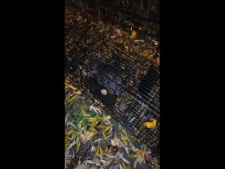 Шушары. В 3 часа ночи я услышал лай собак, который не прекращался целый час. Подумал, что что-то там явно случилось и... (видео)