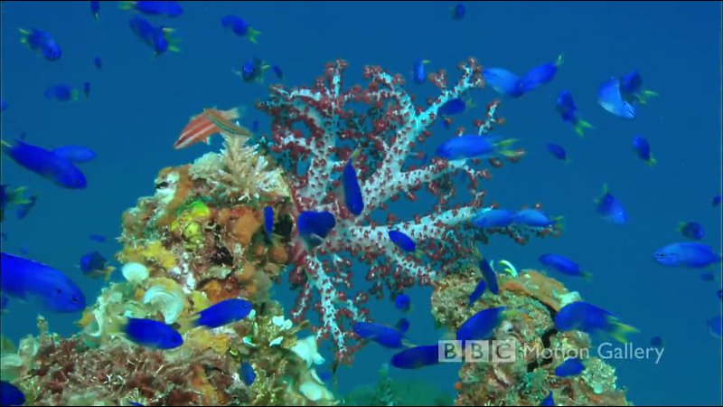 BBC Motion Gallery Life in the Ocean ( HD)