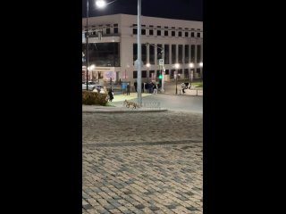Заплутала плутовка - Роза Мимоза