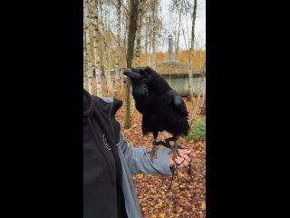 В сети набирает популярность говорящий ворон по имени Карлуша. Он не только отвечает на вопросы, но и вызывает... (видео)