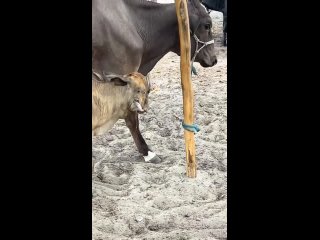 Это поглощённый близнец - Алессия Савская