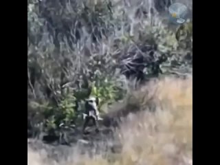 Российский военнослужащий спас тяжелораненого бойца в зоне спецоперации.   Командир под позывным «Сухой» пронёс... (видео)