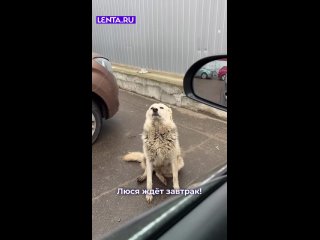 Эта милая дворняга по кличке Люся знает, что получит вкусняшку от доброго человека. Её реакция бесценна.   Помогайте... (видео)