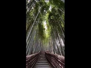 Прямое авиасообщение между Россией и Японией могут возобновить  Сейчас об этом идут переговоры после трёхлетнего... (видео)