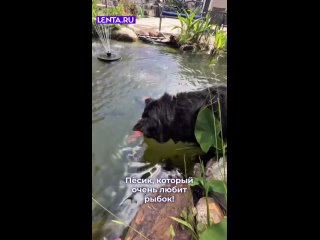 Этот пёс может часами наблюдать за тем, как плещутся рыбки.   ❤ любопытному носу! ... (видео)