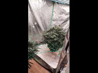 В Дзержинске 39-летний мужчина превратил свой гараж в мини-плантацию марихуаны — поставил лампы, всё оборудовал и... (видео)