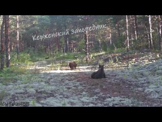 🐻 Четверых играющих медвежат запечатлела фотоловушка в Керженском заповеднике   📹Руслан Шамсутдинов (видео)