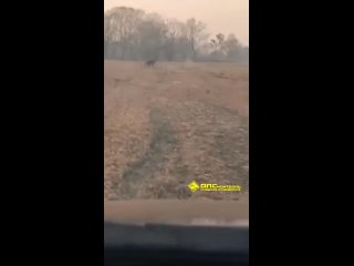 На границе Хабаровского края и Приморского края, местные жители устроили Сафари за тигром.  Люди на авто заметили... (видео)