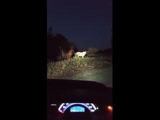 🐯 Опасная встреча с хищником произошла в Приморье  Необычный инцидент зафиксирован в Шкотовском районе Приморского... (видео)