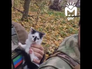 🐈«Русским будет. Забираем»  Российские бойцы подобрали в лесу маленького пушистика.  Неизвестно откуда взявшийся в... (видео)