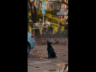 Самое милое видео за сегодня: пёс залип на листья, а я на него! 💔  📷: kfnumpa (видео)