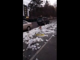 Лису встретили наши подписчики около отеля "Сосновый бор" в Калининском районе  Со слов автора видео, охрана отеля... (видео)