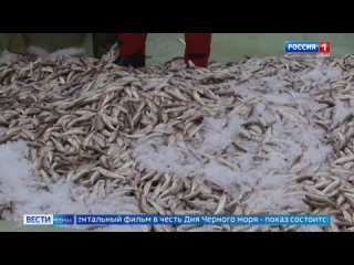 В Сочи начался сезон ловли барабули  На удочку эту рыбу ловили в мае-июне, а в октябре рыбаки уже выходят в море и... (видео)