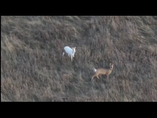 Косулю-альбиноса снял дрон в Новосибирской области   Во время планового патрулирования в Доволенском районе... (видео)