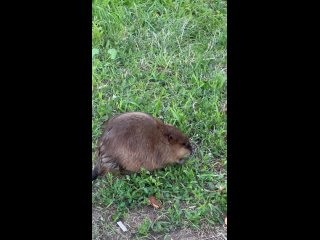 Вот такие милашки гуляют у озера Кабан (видео)