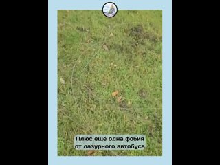 Пассажирка лазурного автобуса пострадала от троллейбусного провода  Ещё одна фобия пришла сегодня из Приморского... (видео)