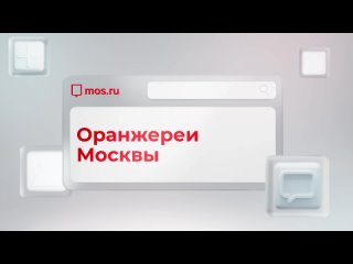 🌿 Очутиться в тропиках, не уезжая из Москвы? Легко! Приходите в столичные оранжереи. В них можно посмотреть на... (видео)