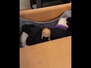 Доброе утро! (видео)