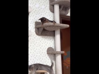 Ого, пьётся как сок! (видео)