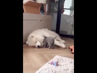 Доброе утро! (видео)
