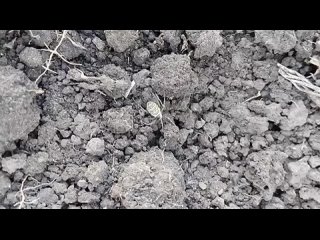 Ядовитый паук-оса найден в Петухово (видео)