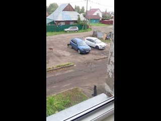 На меня они нападали возле АТиСО, никого не было рядом я шла далеко от них, они увидели меня подбежали и начали за ноги... - Наталья Логиновская