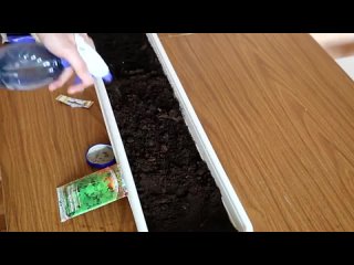 ПЕТРУШКА - посадка петрушки и выращивание петрушки ДОМА